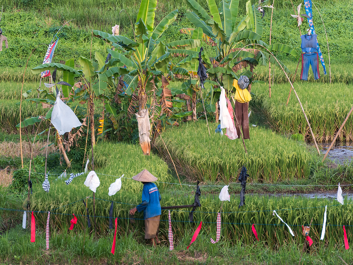 Canggu Terrac - Villa Damai