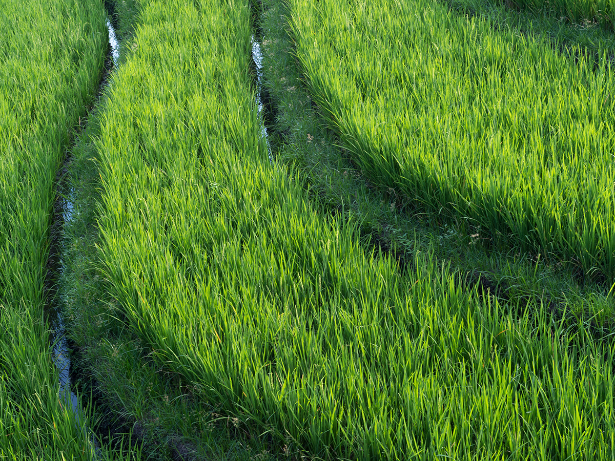 Canggu Terrace – Villa Penari