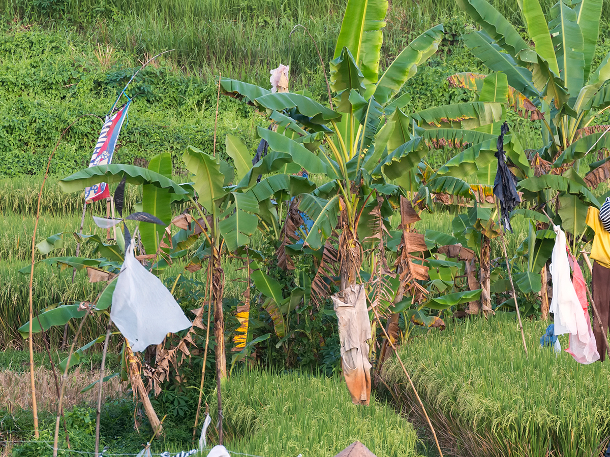 Canggu Terrace – Villa Arza