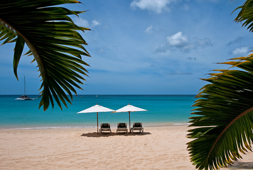 Coral Cove 2 - The Mahogany Tree