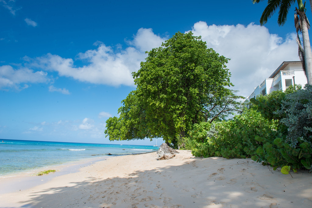 Mahogany Bay - Chanel No.5