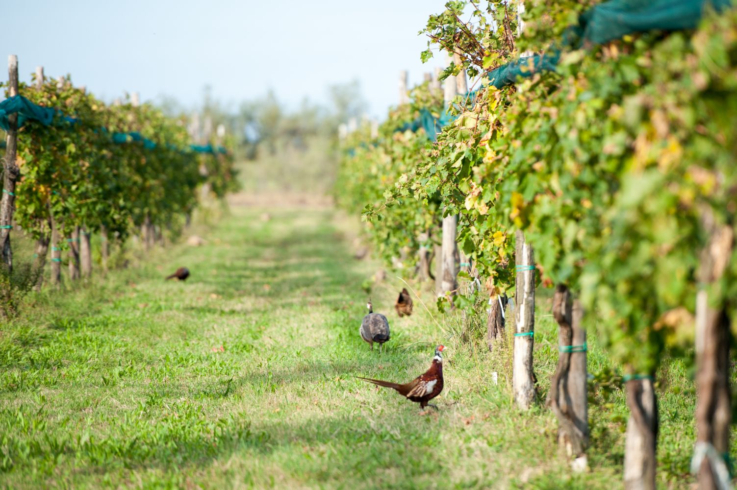 Isola Santa Cristina